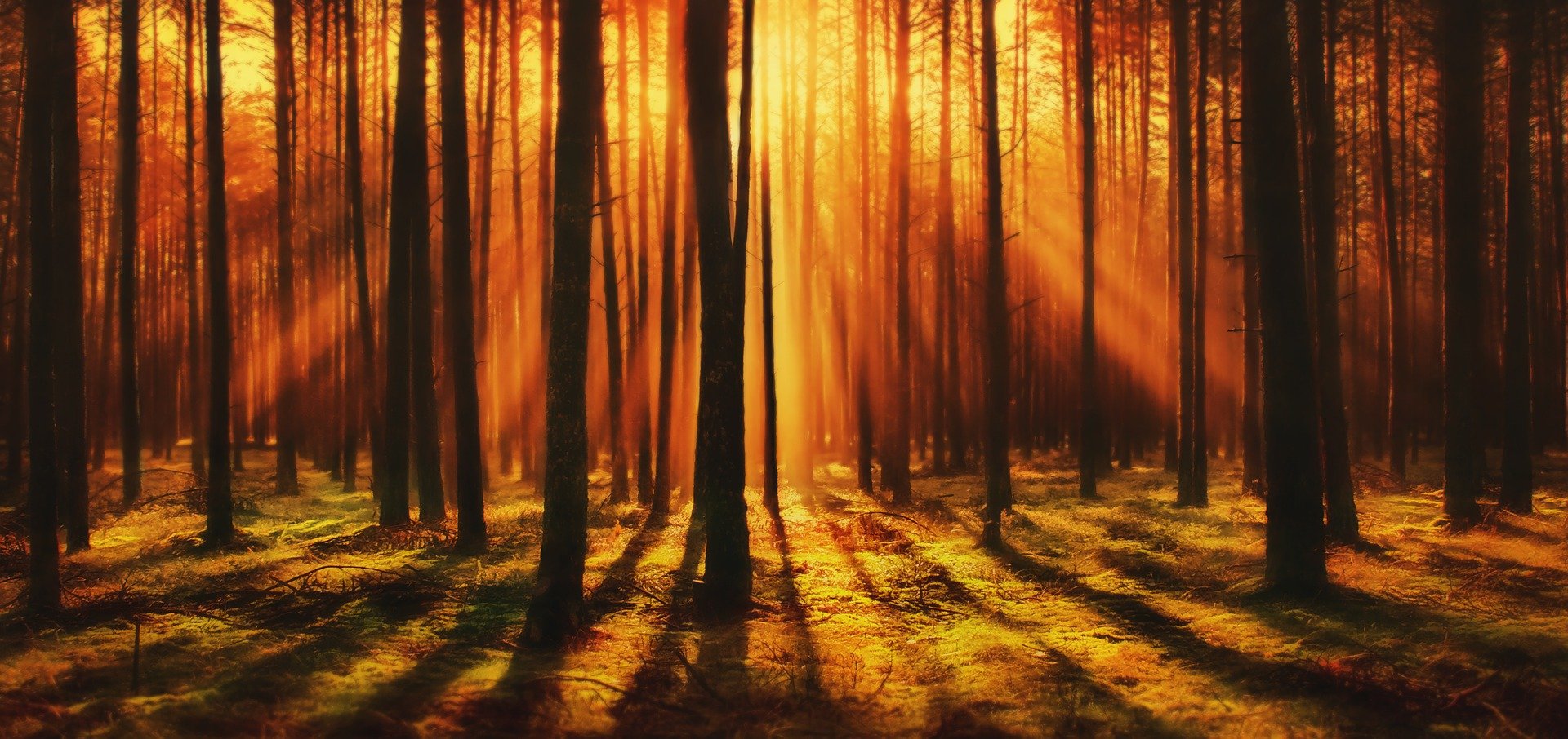 wschodzące słońce w lesie