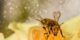 pokryta pyłkiem pszczoła